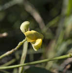 Hairy cowpea